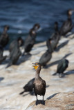 Lone Voice in a Crowd