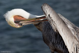 Preening Pelican