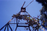 Climbing vines