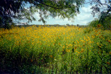 Wildflowers along SR-50