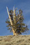 CA White Mountains Ancient Bristle Cone Pine Forest 2.jpg