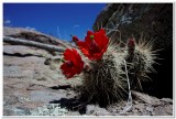 Cactus Flower, Chirichahua National Monument