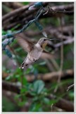 Hummingbird, Cave Creek Ranch 3