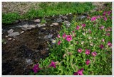 Emerald Lake Trail, Stream Bank with Wildflowers