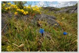 Spring Gentian, The Burren, Ireland