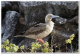 Red-footed Booby