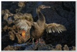 Flightless Cormorant