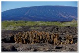 Lava Cactus