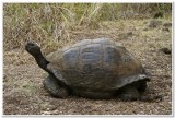 Giant Tortoise