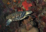 Hawksbill Turtle