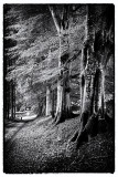 Birch Tree Walk - DSC_9603.jpg