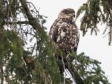 Immature Bald Eagle