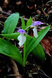 Showy Orchis