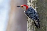 Red Bellied Woodpecker35.jpg