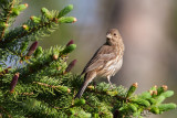  House Finch39.jpg