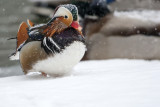  Mandarin Duck33.jpg