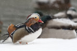  Mandarin Duck43.jpg