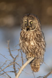 Great Gray  Owl12.jpg