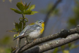 Northern Parula9.jpg