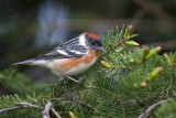 Bay Breasted Warbler30.jpg