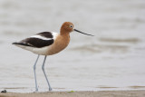  American Avocet77.jpg