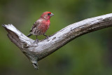 House FInch120.jpg