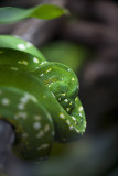  Green Tree Python (Morelia viridis) 