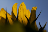 Sunflowers after October Rain