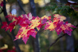 Michigan Fall