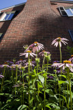 Cone flowers