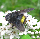 Parasitic Flies -- Tachinidae