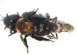 Bees