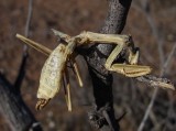Mantis