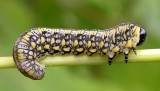 Diprion similis - sawfly larva