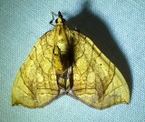 Eulithis gracilineata - 7197 - Greater Grapevine Looper
