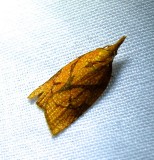 Cenopis reticulatana - 3720 - Reticulated Fruitworm Moth