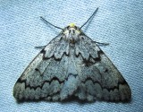 Nepytia canosaria – 6906 – False Hemlock Looper Moth