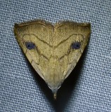 Rivula propinqualis - 8404 - Spotted Grass Moth