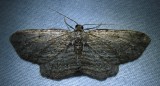 Horisme intestinata - 7445B - Brown Bark Carpet Moth