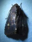 Apamea dubitans – 9367 - Doubtful Apamea Moth