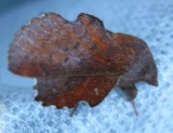 phyllodesma americana - 7687 - American Lappet Moth
