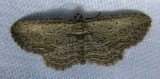 Horisme intestinata - 7445 - Brown Bark Carpet Moth