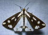 Haploa confusa - 8112 - Confused Haploa