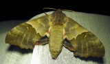 Pachysphinx modesta - 7828 - Modest Sphinx