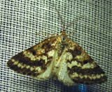 Eufidonia discospilata - 6639 - Sharp-lined Powder Moth