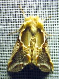 Habrosyne scripta - 6235 - Lettered Habrosyne Moth
