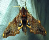 Paonias myops - 7825 - Small-eyed Sphinx Moth