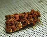 Callopistria mollissima - 9631 - Pink-shaded Fern Moth
