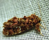 Callopistria mollissima - 9631 - Pink-shaded Fern Moth 