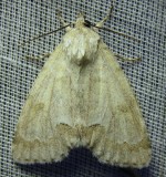 Acronicta innotata - 9207 - Unmarked Dagger